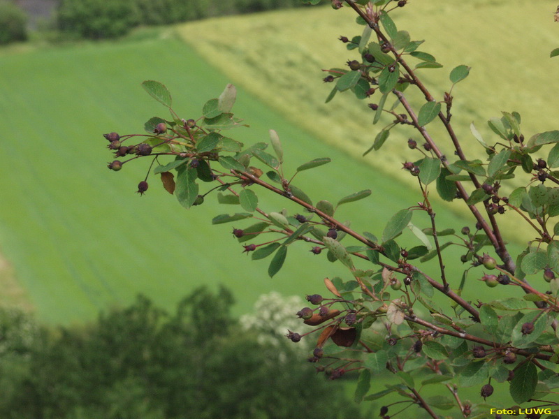 Mitteleuropaeische Felsenbirne